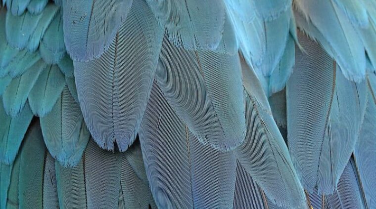 Workshop – Nét Echt! Vreemde vogels